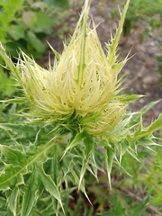 Cirsium obvallatum