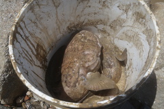 Batrachoides surinamensis