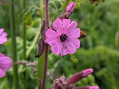 Microbotryum silenes-dioicae