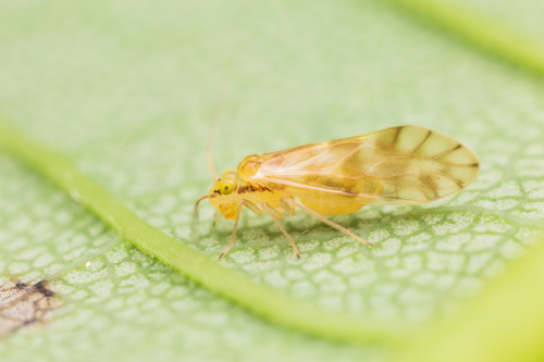 Chilenocaecilius ornatipennis