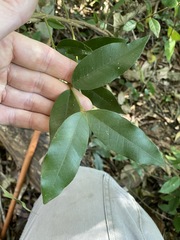 Melodinus acutiflorus