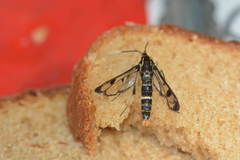Synanthedon scoliaeformis