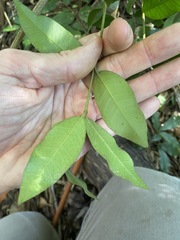 Melodinus acutiflorus