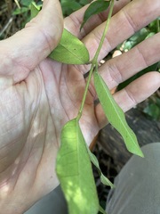 Melodinus acutiflorus
