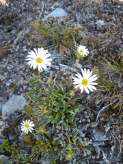 Celmisia hieraciifolia