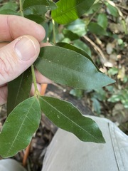 Melodinus acutiflorus