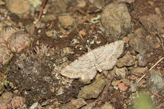 Horisme calligraphata