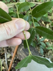 Melodinus acutiflorus