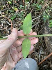 Melodinus acutiflorus
