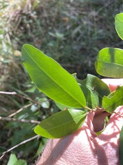 Melodinus acutiflorus