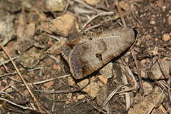 Lygephila ludicra