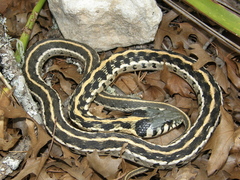Thamnophis cyrtopsis ocellatus