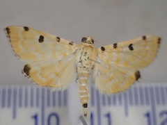 Notarcha polytimeta