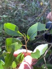 Melodinus acutiflorus