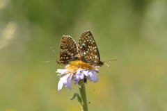 Melitaea britomartis