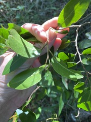 Melodinus acutiflorus