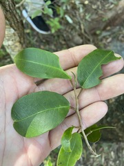 Melodinus acutiflorus