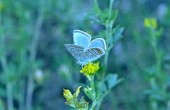 Polyommatus erotides