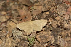 Scopula virgulata
