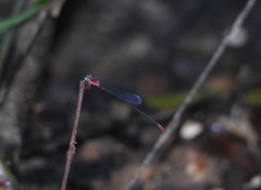 Teinobasis ruficollis