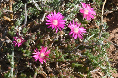 Delosperma pageanum