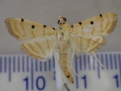 Notarcha