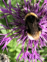 Bombus