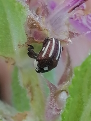 Sternuchopsis karelinii