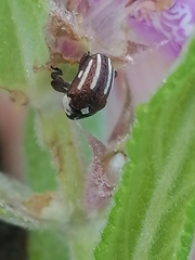 Sternuchopsis karelinii