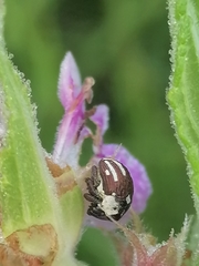 Sternuchopsis karelinii