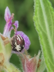 Sternuchopsis karelinii