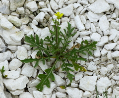 Diplotaxis cretacea