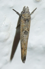 Zelleria oleastrella