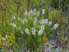Spatalla mollis