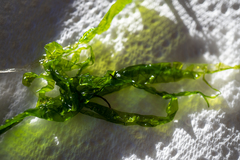 Ulva flexuosa