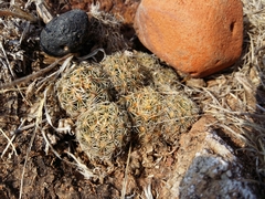 Coryphantha radians