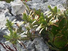 Erica thomae thomae