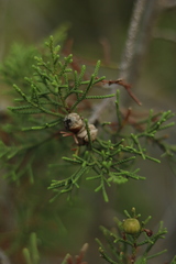 Juniperus phoenicea
