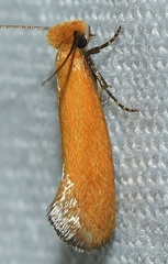Reisserita chrysopterella