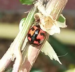 Cheilomenes sexmaculata