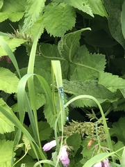 Enallagma cyathigerum