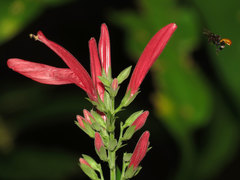 Justiciinae
