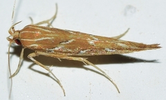Pyroderces argyrogrammos