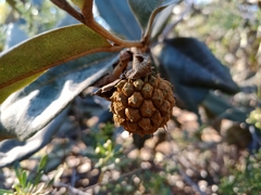 Duguetia furfuracea