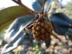 Duguetia furfuracea
