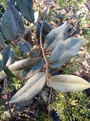 Duguetia furfuracea