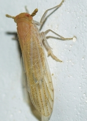 Pseudaraeopus lethierryi