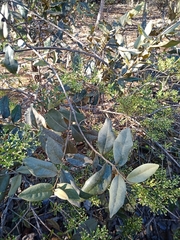 Duguetia furfuracea