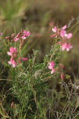 Ononis fruticosa