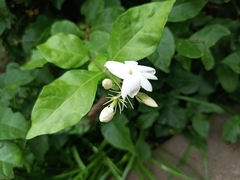Jasminum